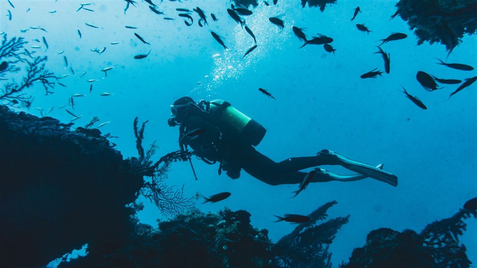 A scuba diver swimming near a school of fish underwater