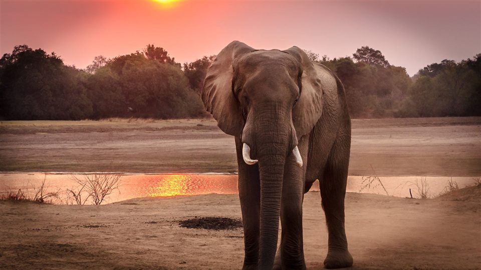 A single elephant in silhouette against a dramatic orange sunset sky, reflected in water